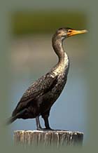 cormorant