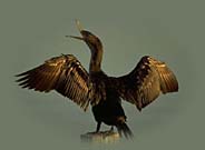rampant cormorant